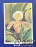 ,,Орхидея" (фото В.Тихомирова, 1977 год). Чистая., фото №7