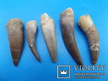   Зубы плезиозавра mauritanicus 60 × 14 × 12 мм, фото №2