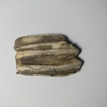 Зуб стародавньої тварини ном.2, фото №6