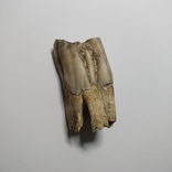 Зуб стародавньої тварини ном.4, фото №5