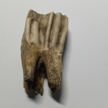 Зуб стародавньої тварини ном.4, фото №2
