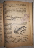 М. Я. Цузмер 'Зоология' 1941г., фото №8