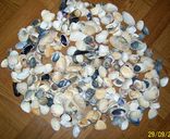 Морские ракушки для аквариума., фото №2