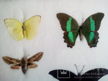 Бабочки в рамке, фото №4