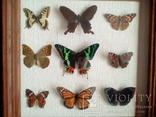 Коллекция бабочек в рамке 29,8смХ29,8смХ3,4см, фото №2
