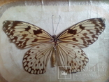 Бабочка в рамке, фото №4