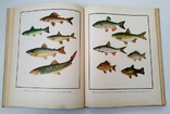 Настольная книга рыболова-спортсменаНастольная книга рыболова-спортсмена, фото №8