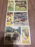 Открытки для детей обучающие (звери 1955г), фото №2