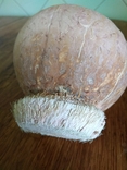 Копилка с кокоса., фото №8