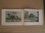 "Породы лошадей" 1956 год. тираж: 35000 экз., фото №12
