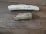 Клык моржа два фрагмента 1,24 кг, фото №4