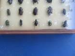 Колекція жуків., фото №5