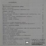 Гербера в Латвии.(Интродукция, селекция, экология)., фото №12