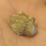 Лягушка камень, фото №3