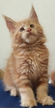 Котенок мейн-кун Белла, фото №5