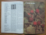 Журнал "Приусадебное хозяйство", №4 за 1986 г. Москва: Агропромиздат, 80 с., фото №7