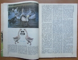 Журнал "Приусадебное хозяйство", №5 за 1986 г. Москва: Агропромиздат, 80 с., фото №4