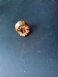 Кольцо из дерева (маньчжурский орех), фото №6