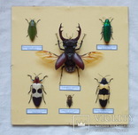 Тропические жуки в рамке №3, фото №4