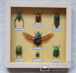 Тропические жуки в рамке №1, фото №3