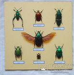 Тропические жуки в рамке №1, фото №4