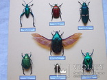 Тропические жуки в рамке №1, фото №5