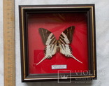 Бабочка в рамке Papilio androcles  Индонезия, фото №3