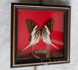 Бабочка в рамке Papilio androcles  Индонезия, фото №6