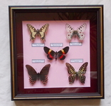 5 бабочек в рамке, фото №2
