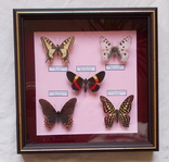 5 бабочек в рамке, фото №3