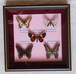 5 бабочек в рамке, фото №4