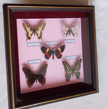 5 бабочек в рамке, фото №5