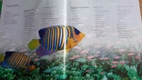 Енциклопедія акваріумних і прудових рибок, фото №6