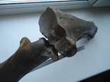 Скам'яніла кістка зубра., фото №5