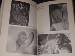 Э. П. Фридман - Этюды о природе обезьян 1991 год, фото №8
