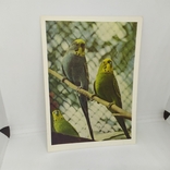 Листівка з позначкою 1963 року Московський зоопарк. Папуга. Чистий, фото №2
