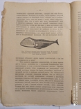 Рихард Гессе, "Учение о происхождении видов и Дарвинизм", 1924 г., фото №10