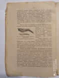 Рихард Гессе, "Учение о происхождении видов и Дарвинизм", 1924 г., фото №13