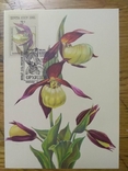 Открытки флора 1991 г Орхидеи, фото №6