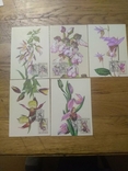 Открытки флора 1991 г Орхидеи, фото №2