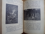 Африка 1909 г. Путешествия охота с иллюстрациями, фото №8