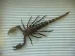 Скорпион в рамке., фото №3