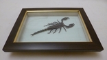 Скорпион в рамке., фото №5