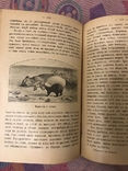 Натуралист на Ла-Плат 1897г У. Хэдсон (животные птицы), фото №8