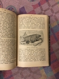 Натуралист на Ла-Плат 1897г У. Хэдсон (животные птицы), фото №12