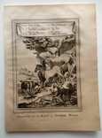 1747 Животные мыса Доброй Надежды (гравюра 19х26 Верже) СерияАнтик, фото №3