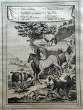 1747 Животные мыса Доброй Надежды (гравюра 19х26 Верже) СерияАнтик, фото №2