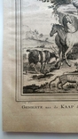 1747 Животные мыса Доброй Надежды (гравюра 19х26 Верже) СерияАнтик, фото №6