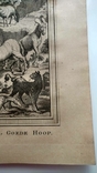 1747 Животные мыса Доброй Надежды (гравюра 19х26 Верже) СерияАнтик, фото №7