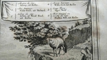 1747 Животные мыса Доброй Надежды (гравюра 19х26 Верже) СерияАнтик, фото №8